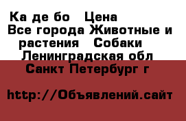 Ка де бо › Цена ­ 25 000 - Все города Животные и растения » Собаки   . Ленинградская обл.,Санкт-Петербург г.